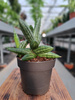 SANSEVIERIA CYLINDRICA INTI P12
