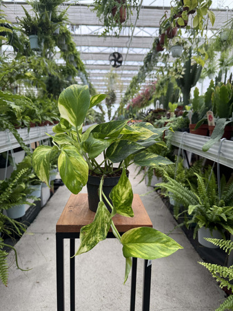 EPIPREMNUM HICOLOR P12