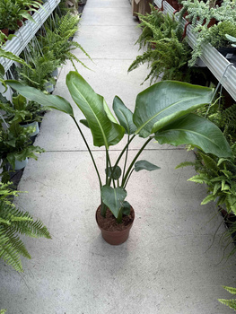 STRELITZIA NICOLAI P21