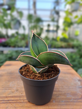 SANSEVIERIA SAMURAI P6