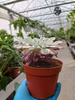 AEONIUM COPPER P10,5