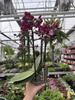 PHALENOPSIS RED LION P12