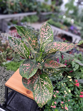 AGLAONEMA PINK LEOPARD P12