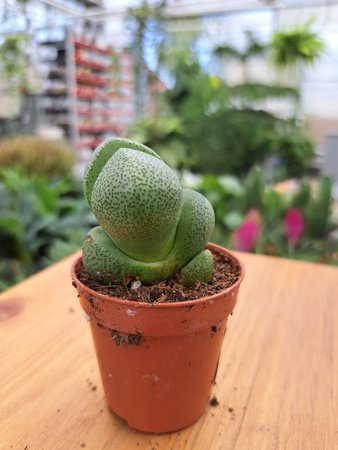 LITHOPS ŻYWYKAMIEŃ P5,5