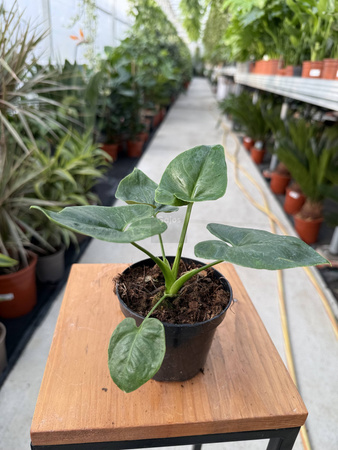 PHILODENDRON FUN BUN P9