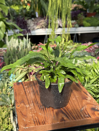 PAPROĆ MICROSORUM DIVERSIFOLIUM P10