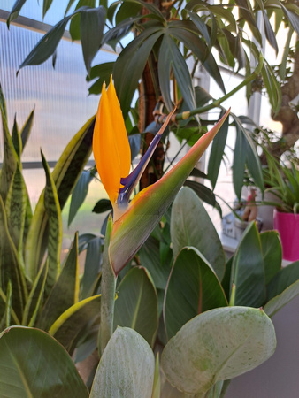 STRELITIZIA REGINAE P19