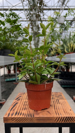 PEPEROMIA ANGULATA P12