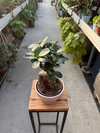 FICUS MICROCORPA GINSENG P16