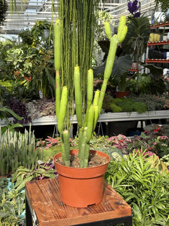 EUPHORBIA CEDORUM P13