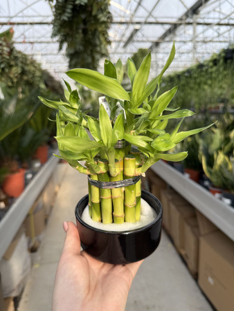 DRACENA LUCKY BAMBOO P9