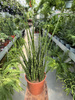 SANSEVIERIA FERNWOOD MIKADO P19