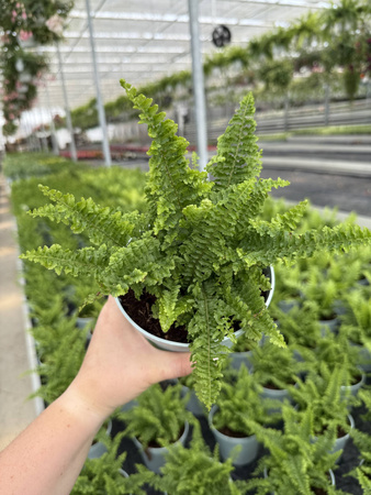 PAPROĆ FLUFFY RUFFLES P13