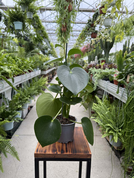 PEPEROMIA RAINDROP P11