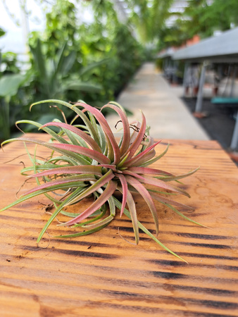 TILLANDSIA LONANTHA ROOD  P10