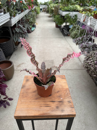 CRYPTANTHUS RUBIN STAR P9