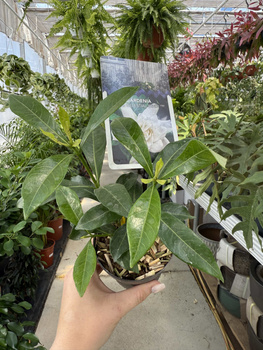 GARDENIA JASMINOIDES P9