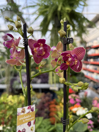 PHALENOPSIS LIMITED 03 P12