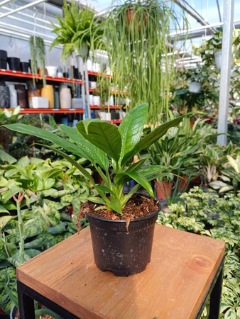 PHILODENDRON CAMPII P10