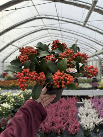 SKIMMIA TEMPTATION P15
