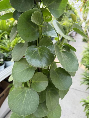 CISSUS ROTUNDIFOLIA P17