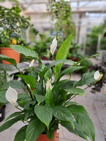 SPATHIPHYLLUM VIVALDI P17