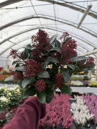 SKIMMIA RUBELLA P12