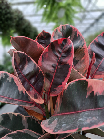 FICUS ELASTICA BELIZE P27