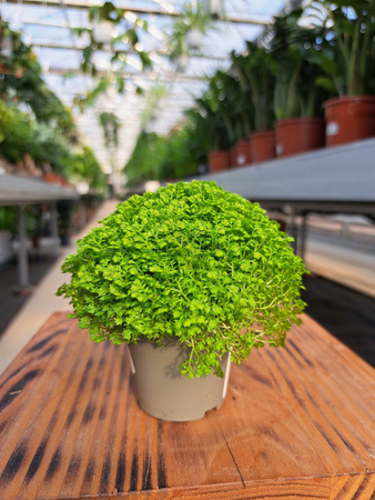 SELAGINELLA P6