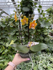 PHALENOPSIS LIMITED 54 P12