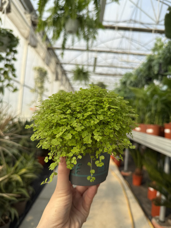 SELAGINELLA P10.5