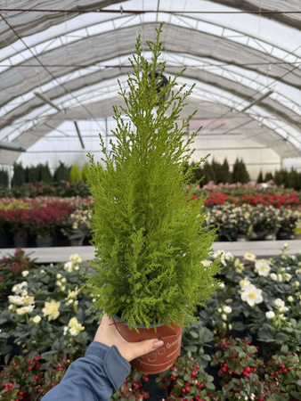 CYPRYSIK GOLDCREST WILMA 55 P14