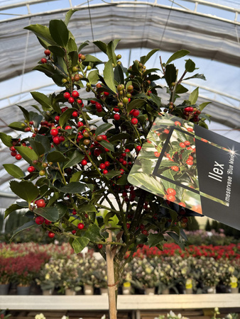 OSTROKRZEW KOLCZASTY  BLUE MAID LOLLIPOP NA PNIU P24