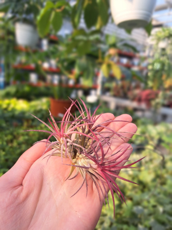 TILLANDSIA LONANTHA RUBRA P7