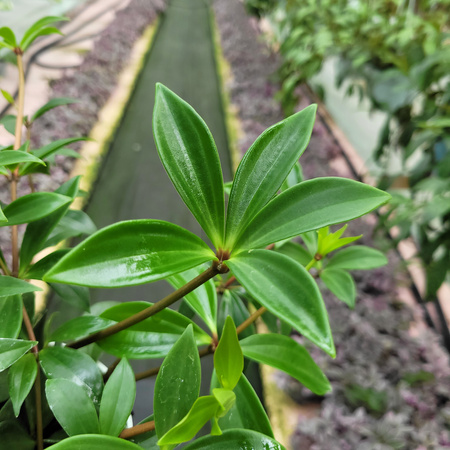 PEPEROMIA PALCZASTA P13