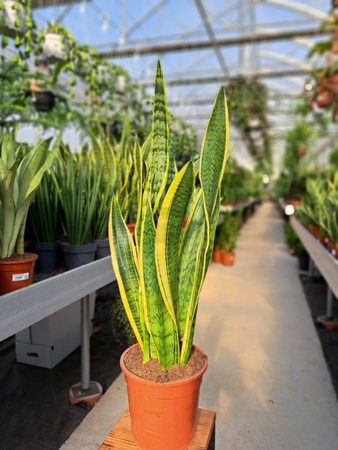 SANSEVIERIA LAURENTII P19