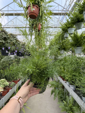 ASPARAGUS SPRENGERI P12