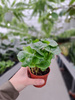 COFFEA ARABICA P7