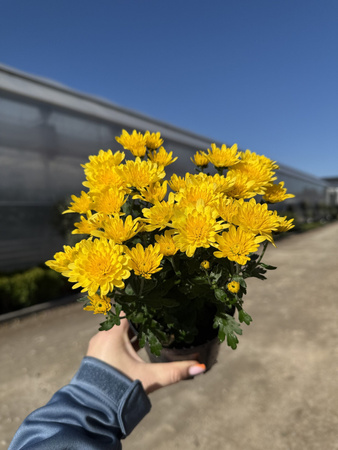 CHRYZANTEMA DROBNOKIATOWA ŻÓŁTA MINI P11