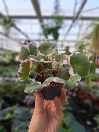 SAXIFRAGA STOLONIFERA P6