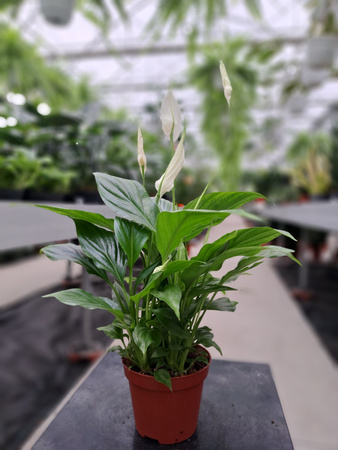 SPATHIPHYLLUM CHOPIN P9