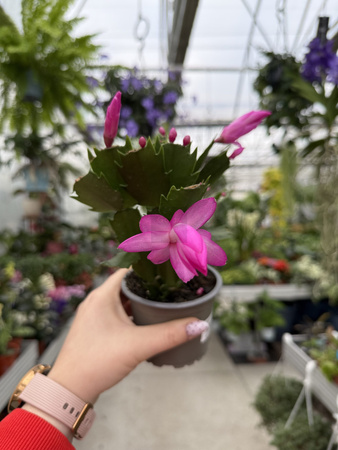 ZYGOKAKTUS RÓŻOWY P9