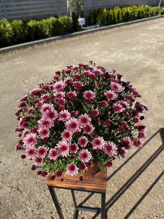 CHRYZANTEMA DROBNOKWIATOWA JASNORÓŻOWA