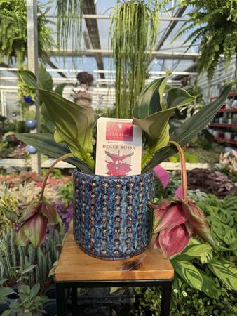 MEDINILLA DOLCE ROSSA P14