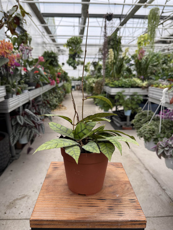 HOYA CALLISTOPHYLLA P12