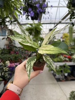 SPATHIPHYLLUM SNOW FEATHER P7