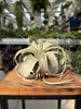 TILLANDSIA XEROGRAPHICA P12,5