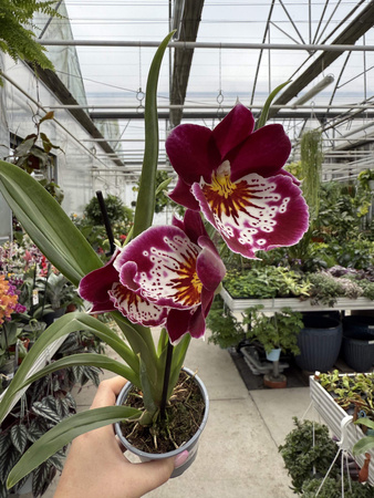 MILTONIOPSIS MIX P9