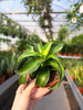 DRACENA BLACK KANZI P12