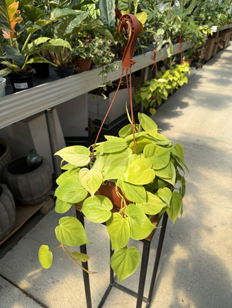 PHILODENDRON MICANS LIME P16